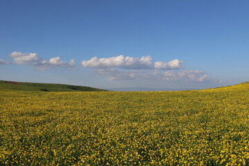 Spring time in Sabalan slopes Mount Northwestern Iran; Ardebil