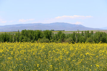 Spring time in Sabalan slopes Mount Northwestern Iran; Ardebil