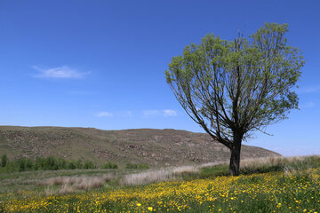 Spring time in Sabalan slopes Mount Northwestern Iran; Ardebil