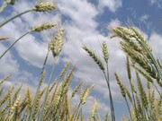 ۲۰ هزار تن گندم از کشاورزان قمی خریداری می‌شود