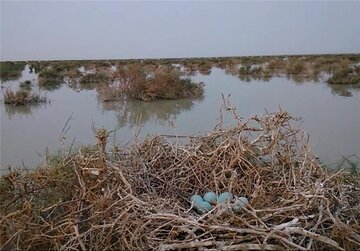 آغاز تخم‌گذاری پرندگان در تالاب بین‌المللی هامون
