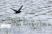 Int'l Ghorigul Wetland in northwestern Iran