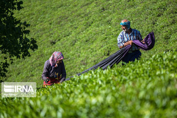 Harvesting tea in northern Iran