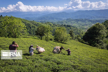 Harvesting tea in northern Iran