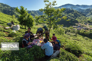 Harvesting tea in northern Iran