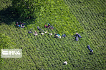 Harvesting tea in northern Iran