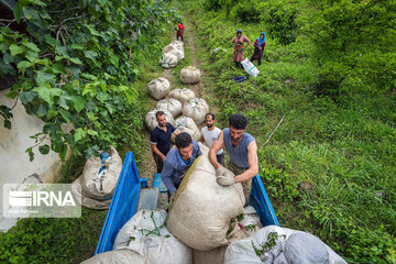 Harvesting tea in northern Iran