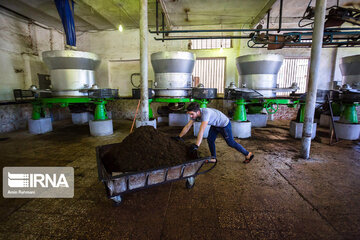 Harvesting tea in northern Iran