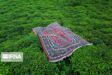 Harvesting tea in northern Iran