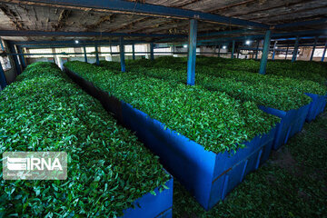 Harvesting tea in northern Iran