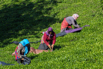 Récolte du thé de printemps à Gilan