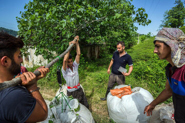 Récolte du thé de printemps à Gilan