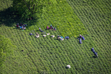 Récolte du thé de printemps à Gilan