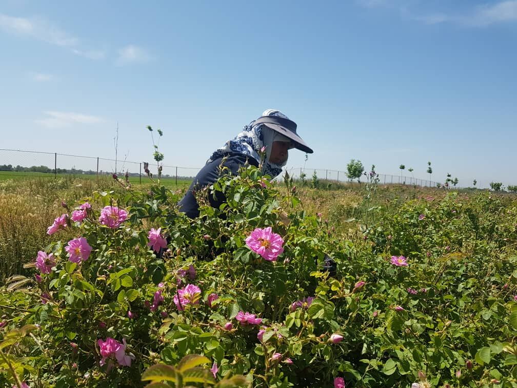  برداشت گل محمدی در ساوجبلاغ آغاز شد