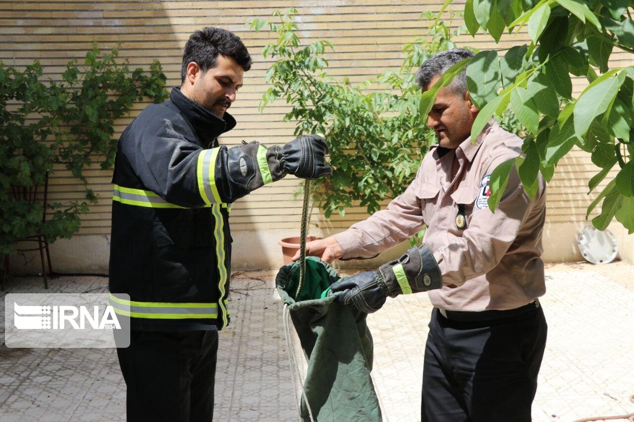 افزایش قابل توجه مار در سطح شهر ارومیه کذب است