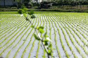 نشاء برنج در اراضی شالیزاری گیلان پایان یافت