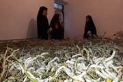 نوغانداری اغاز توسعه منظومه روستایی در گچساران