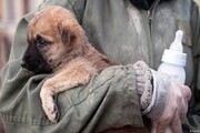 کردستان نیازمند ایجاد مرکز بازپروری حیوانات آسیب دیده است 
