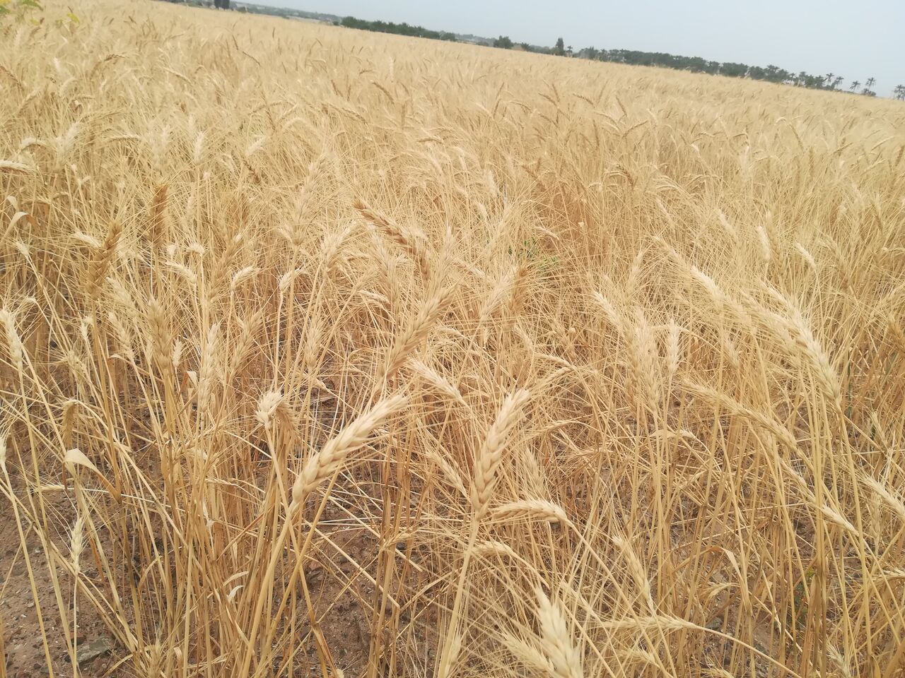 آغاز برداشت گندم درلرستان