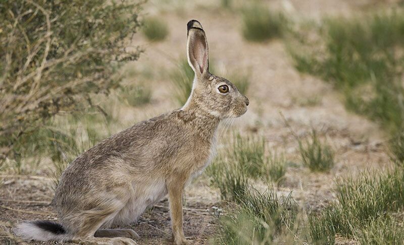 صیادان آزار و شکار خرگوش در ایذه به دادگستری معرفی شدند