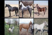 شناسایی خلوص ژنتیکی اسب‌های ایرانی با دقت ۹۵ درصد
