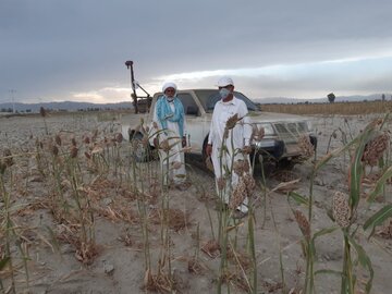 مبارزه با ملخ صحرایی در چابهار از مرز پنج هزار هکتار گذشت
