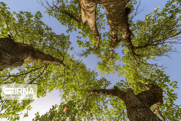 Chaharmahal and Bakhtiari oak jungles