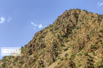 Chaharmahal and Bakhtiari oak jungles