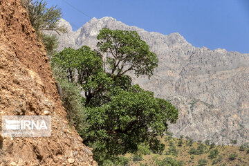 Chaharmahal and Bakhtiari oak jungles