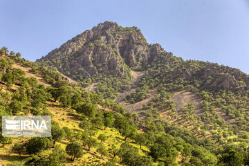 Chaharmahal and Bakhtiari oak jungles