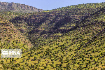 Chaharmahal and Bakhtiari oak jungles