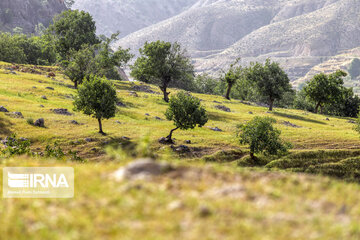 Chaharmahal and Bakhtiari oak jungles