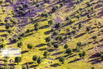 Chaharmahal and Bakhtiari oak jungles