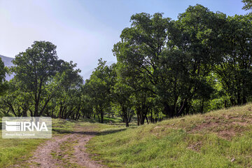 Chaharmahal and Bakhtiari oak jungles