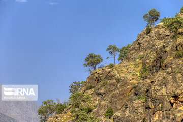 Chaharmahal and Bakhtiari oak jungles