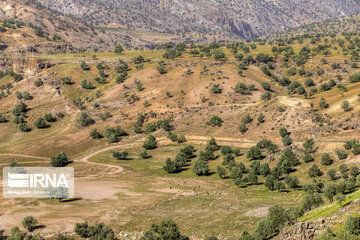 Chaharmahal and Bakhtiari oak jungles