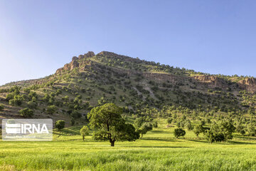 Chaharmahal and Bakhtiari oak jungles