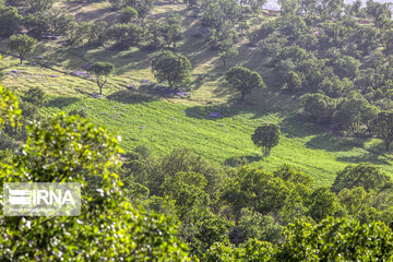 Chaharmahal and Bakhtiari oak jungles