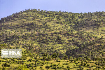 Chaharmahal and Bakhtiari oak jungles