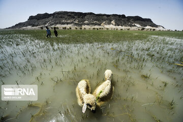 Hamoun lake in Iran