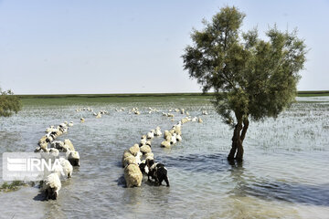 Hamoun lake in Iran