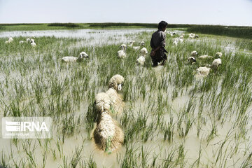 Hamoun lake in Iran