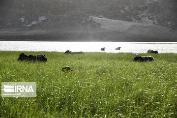 Hamoun lake in Iran