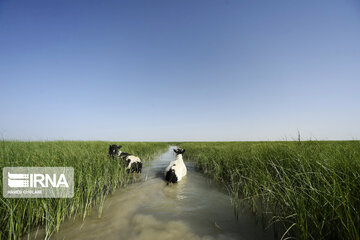 Hamoun lake in Iran