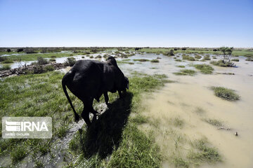 Hamoun lake in Iran