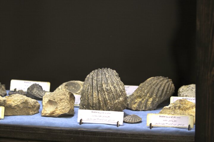 کشف ۲۶ قطعه سنگواره  در اسفراین