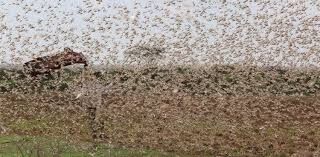 Pakistan daily urges global community to support Iran, Pakistan to fight locust attacks