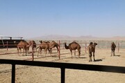 تفاهم‌نامه ستاد اجرایی فرمان امام در نهبندان پیشرفت محسوس دارد