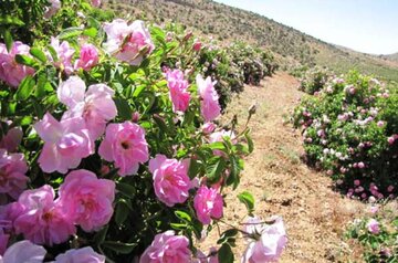 برداشت گل محمدی از گلستان‌های میامی آغاز شد