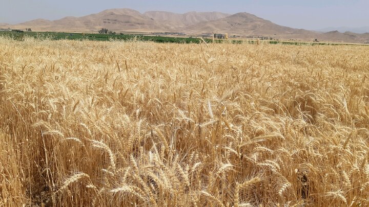 تهران سالانه به ۲ میلیون تن گندم نیاز دارد